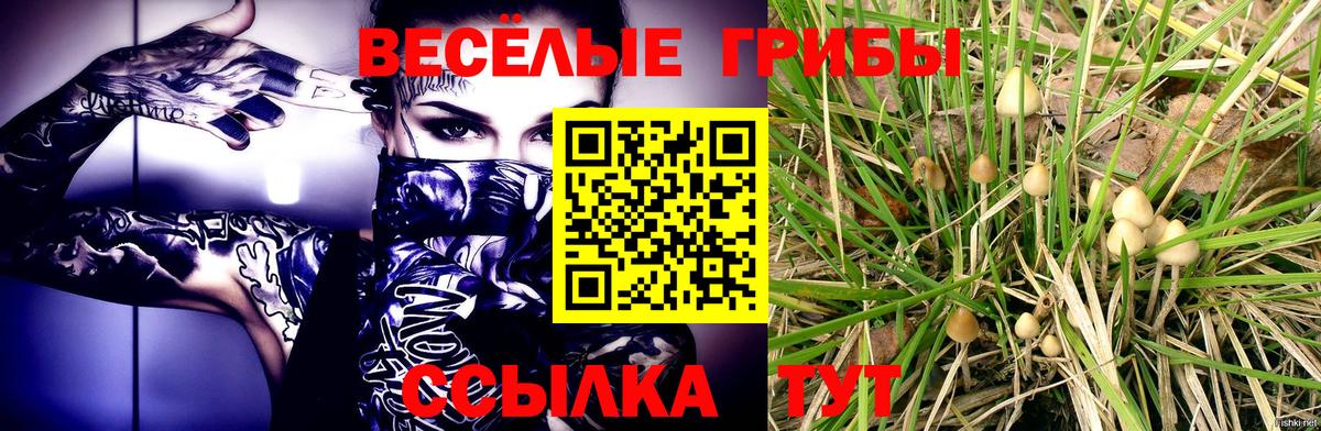 где купить   Галлюциногенные грибы MAGIC MUSHROOMS  Вход с VPN  Берёзовский 